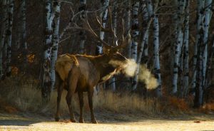 Elk in front of trees