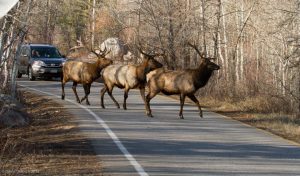 Elk in road at wolf mountain ranch Steamboat