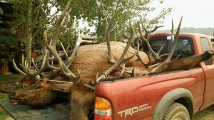 Elk in back of truck