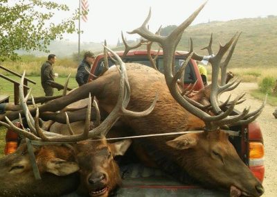 large elk on truck bed