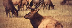 large elk in a meadow