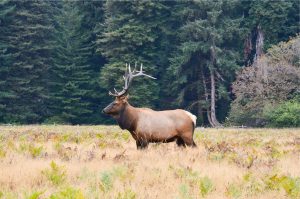 large elk in a field